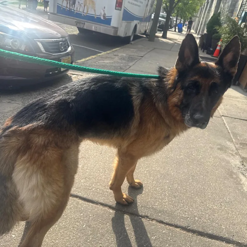 An adult large-sized male Black German Shepherd Dog dog named Duke for adoption in Newark, NJ