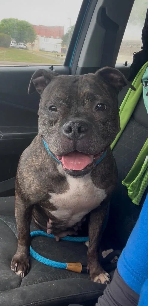An adult medium-sized female Mixed Breed dog named Sassy for adoption in Oxford, NC