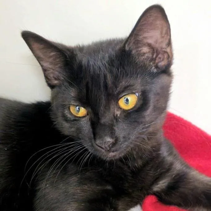A baby small-sized female Domestic Short Hair cat named Nora for adoption in Cumming, GA