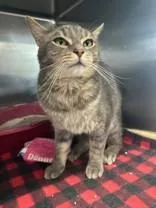 An adult medium-sized male Tabby (Gray / Blue / Silver) Domestic Short Hair cat named Binx for adoption in Manitowoc, WI