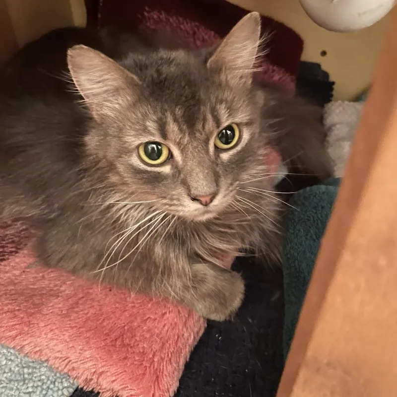 Gypsy Rayburn thumbnail 2