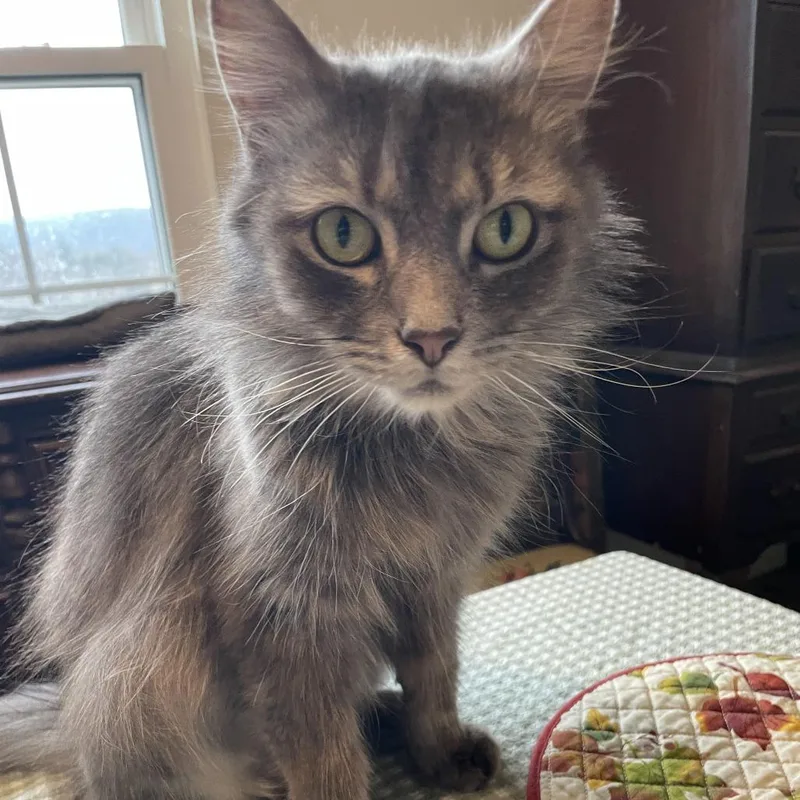 Gypsy Rayburn thumbnail 3