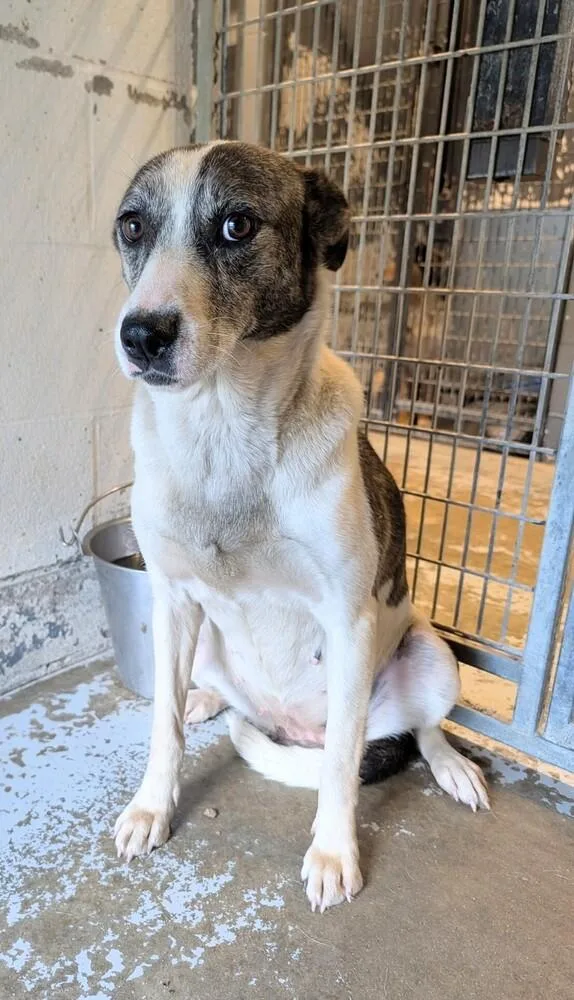 A young medium-sized female Australian Cattle Dog / Blue Heeler dog named Snickers for adoption in New Lexington, OH