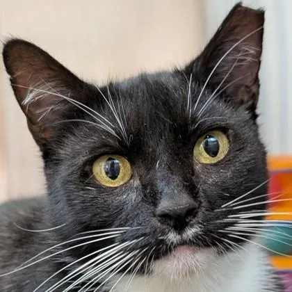 A young medium-sized female Domestic Short Hair cat named Chiclets for adoption in Pleasanton, CA