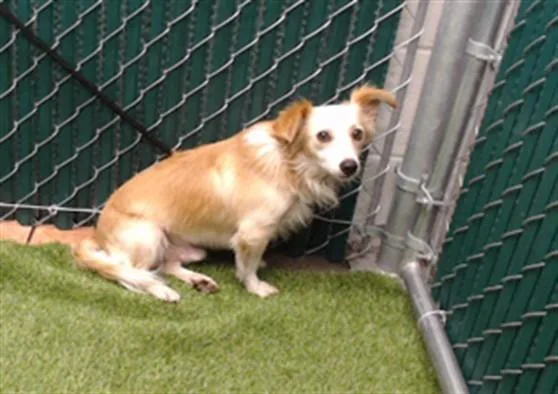 A young medium-sized male Dachshund dog named Coco for adoption in Downey, CA