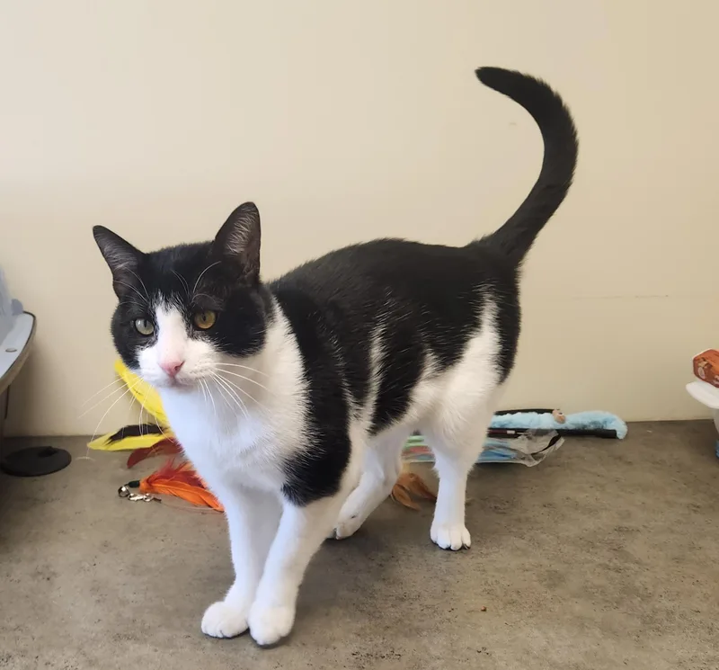 A young medium-sized male Black & White / Tuxedo Domestic Short Hair cat named Galahad for adoption in Clayton, NJ