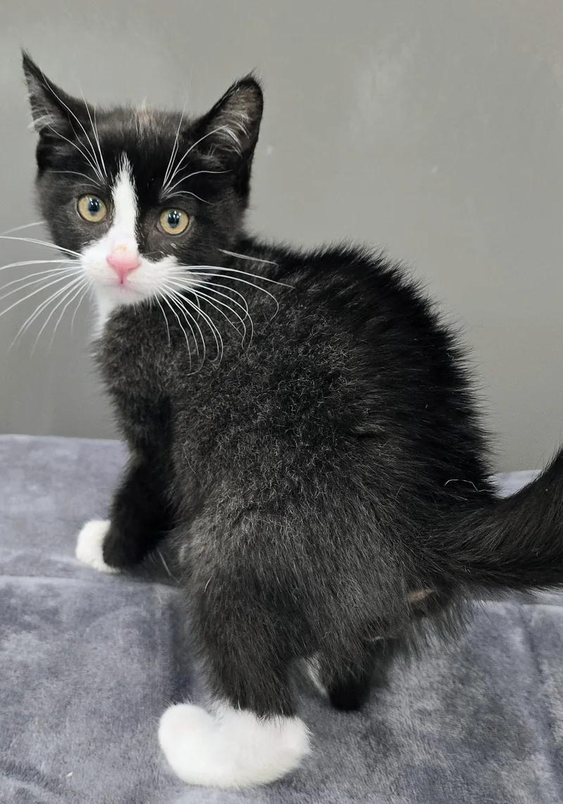 A baby large-sized male Black Domestic Short Hair cat named Fettuccine for adoption in Amityville, NY