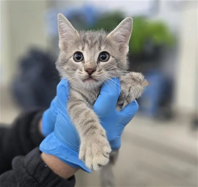 A baby medium-sized female Domestic Short Hair cat named Churro for adoption in Dallas, TX