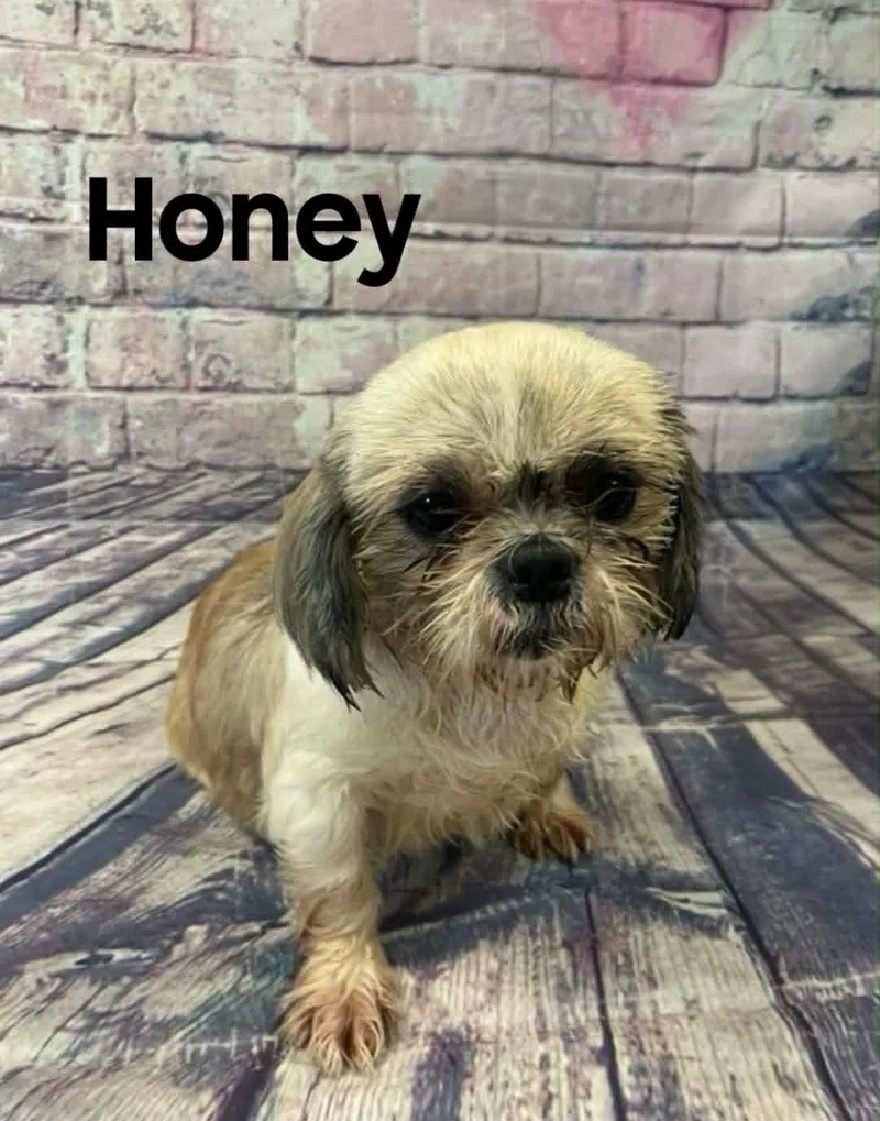An adult small-sized female Apricot / Beige Shih Tzu dog named Honey for adoption in Quincy, MI