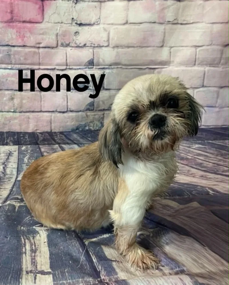 Honey thumbnail 2