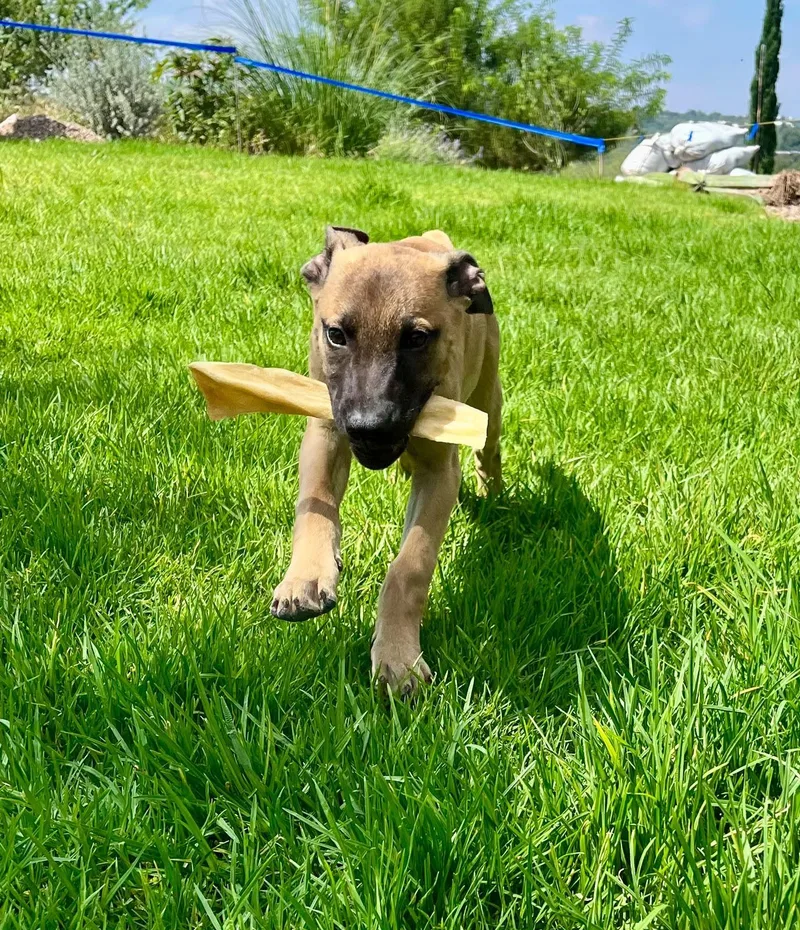 A baby medium-sized male Belgian Shepherd / Malinois dog named Carlitos for adoption in Austin, TX