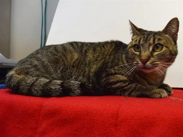 An adult small-sized female Domestic Short Hair cat named Praline for adoption in Sacramento, CA