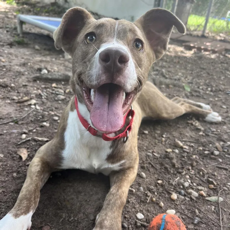 A baby medium-sized female Brindle Pit Bull Terrier dog named Brown Suga for adoption in Spring, TX