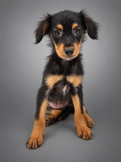 A young small-sized female Terrier dog named Daisy for adoption in Bowling Green, KY