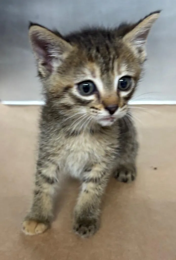 A baby large-sized female Domestic Short Hair cat named Cherry for adoption in Cartersville , GA