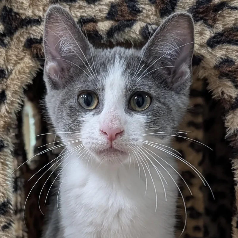 A young medium-sized male Domestic Short Hair cat named Ike for adoption in Honeoye, NY