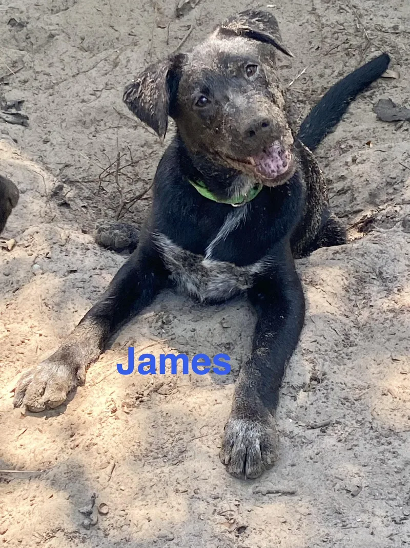 A baby medium-sized male Black Labrador Retriever dog named James for adoption in Pawleys Island, SC