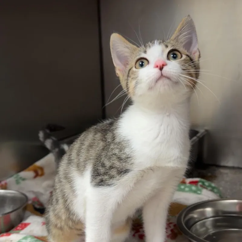 A baby small-sized female Domestic Short Hair cat named Shortstack for adoption in Henderson, KY