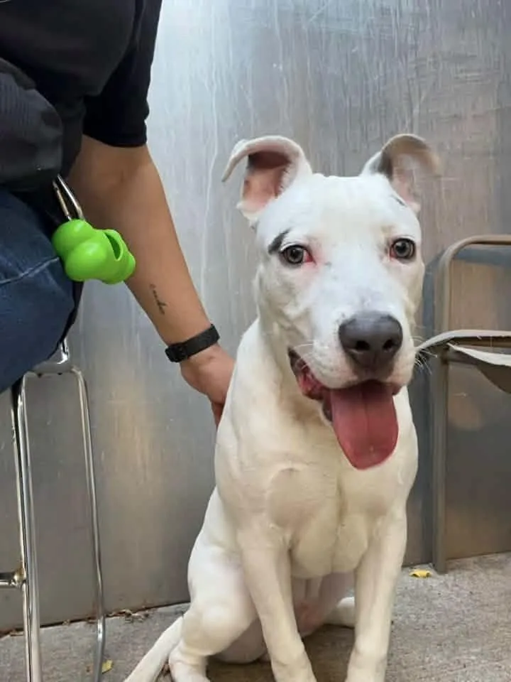 A young medium-sized male White / Cream Pit Bull Terrier dog named Mello for adoption in Chicago, IL