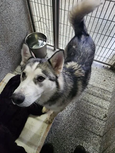 A young medium-sized male Husky dog named Pepperidge for adoption in Paradise, CA