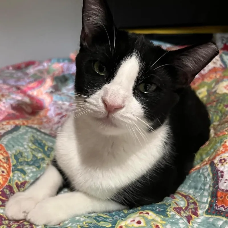 An adult small-sized male Domestic Short Hair cat named Meeko for adoption in Tulsa, OK