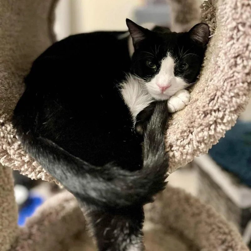 Meeko thumbnail 2