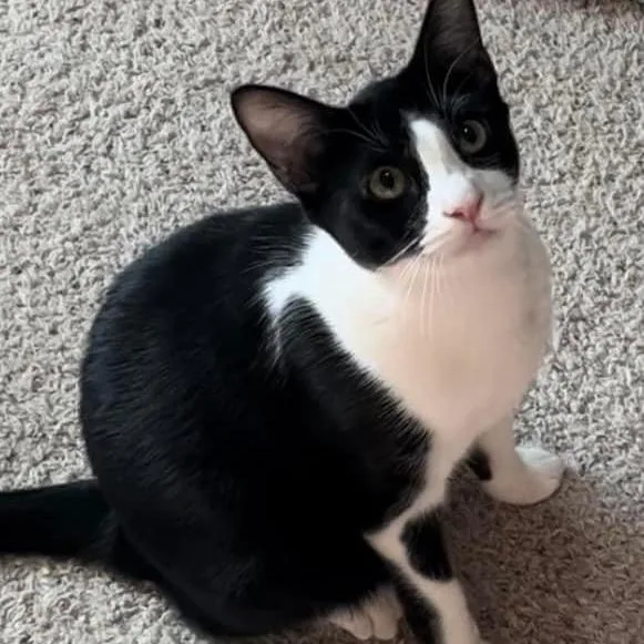 Meeko thumbnail 3