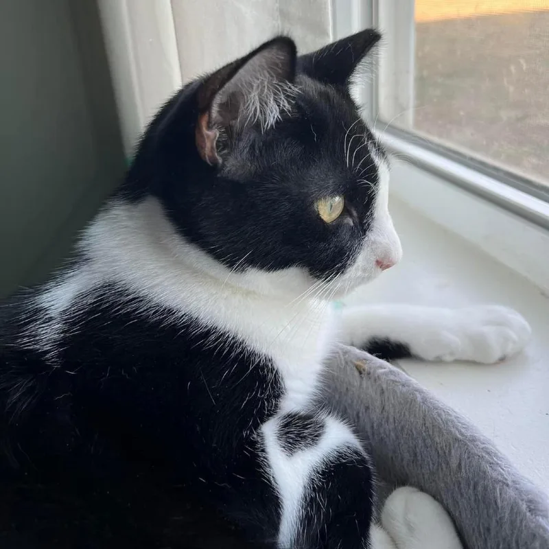 Meeko thumbnail 4