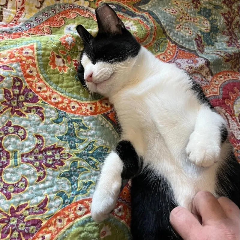 Meeko thumbnail 6