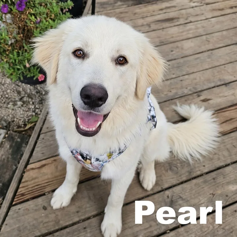 An adult medium-sized female Golden Retriever dog named Opal & Pearl for adoption in Crown Point, IN