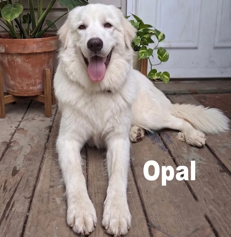 Opal & Pearl thumbnail 4