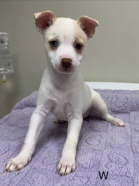 A baby medium-sized female Pomeranian dog named Willow for adoption in Lancaster, PA