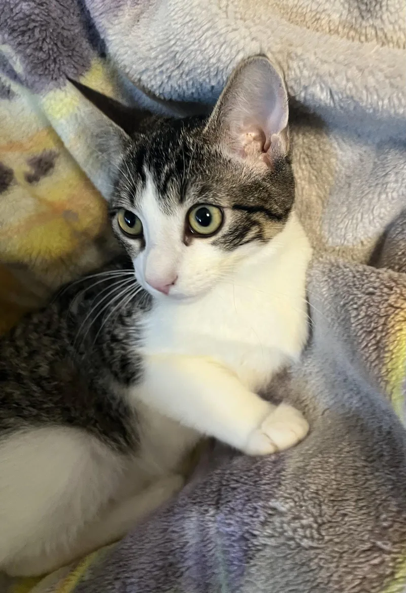 A baby medium-sized male Domestic Short Hair cat named Charlie M. for adoption in Frisco, TX