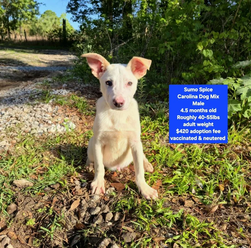 A baby medium-sized male Carolina Dog dog named Sumo Spice for adoption in Oviedo, FL
