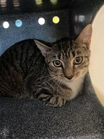 A young medium-sized female Domestic Short Hair cat named Dale for adoption in Daytona Beach, FL