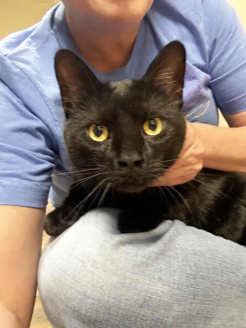 A young medium-sized male Domestic Short Hair cat named Armani  Super Loving for adoption in Oshkosh, WI