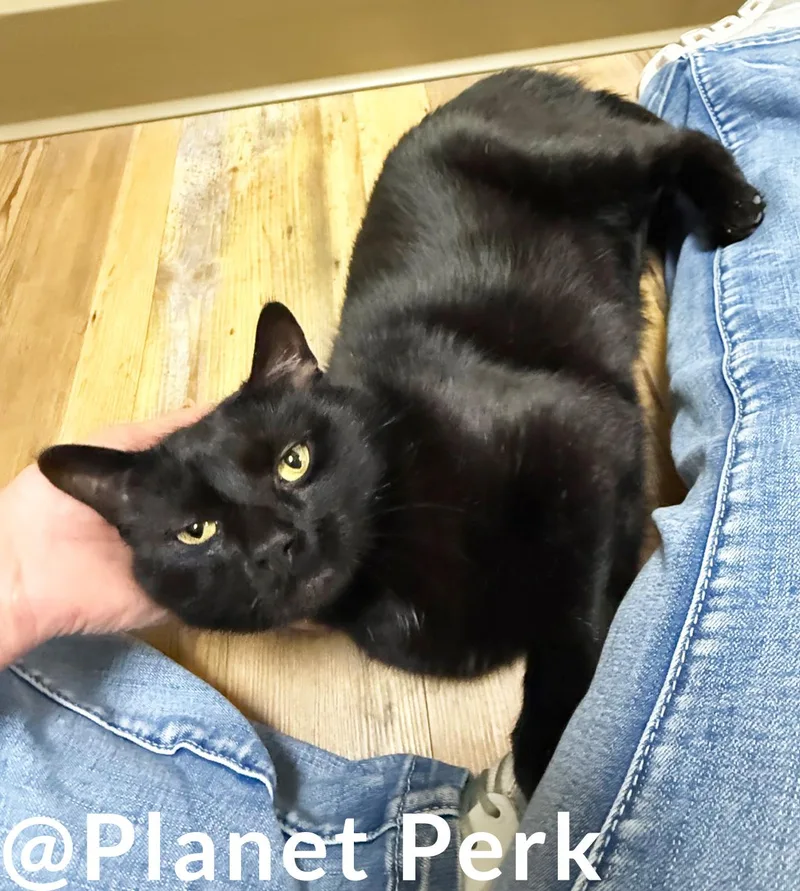 Armani  Super Loving thumbnail 3