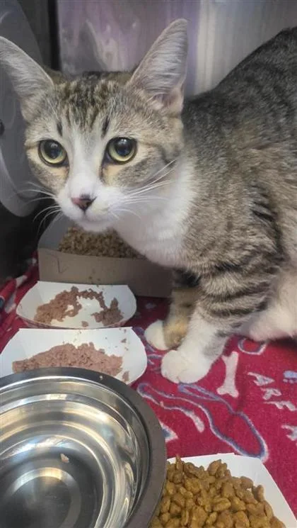 A young small-sized female Brown / Chocolate Domestic Medium Hair cat named 61253333 for adoption in El Paso, TX