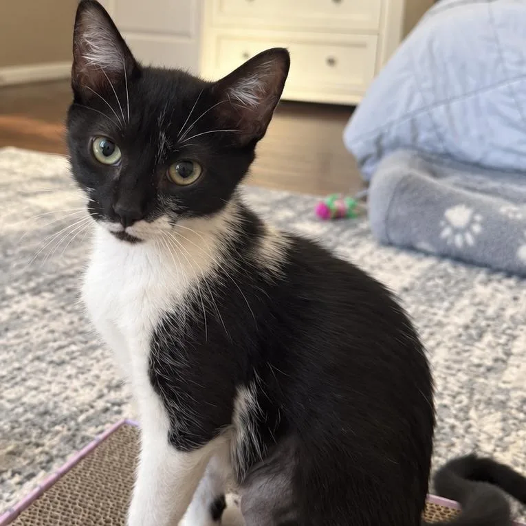 A young medium-sized female Black Domestic Short Hair cat named Hartley for adoption in Houston, TX