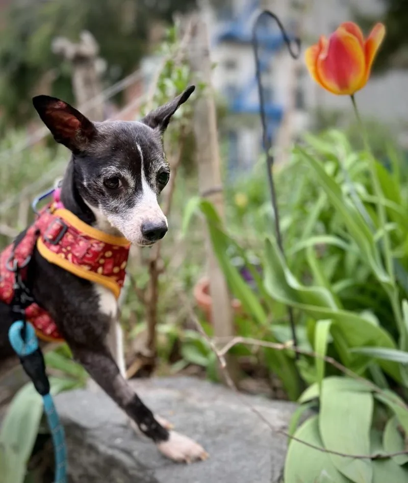 An adult small-sized female Gray / Blue / Silver Chihuahua dog named Ruby for adoption in New York, NY