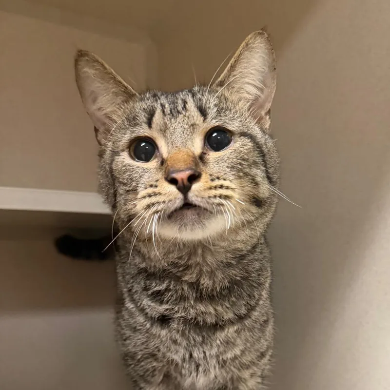 An adult medium-sized male Domestic Short Hair cat named Joshua for adoption in Fredericksburg, VA