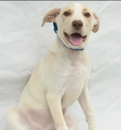 A baby medium-sized male Mixed Breed dog named Willie for adoption in West Chester, PA