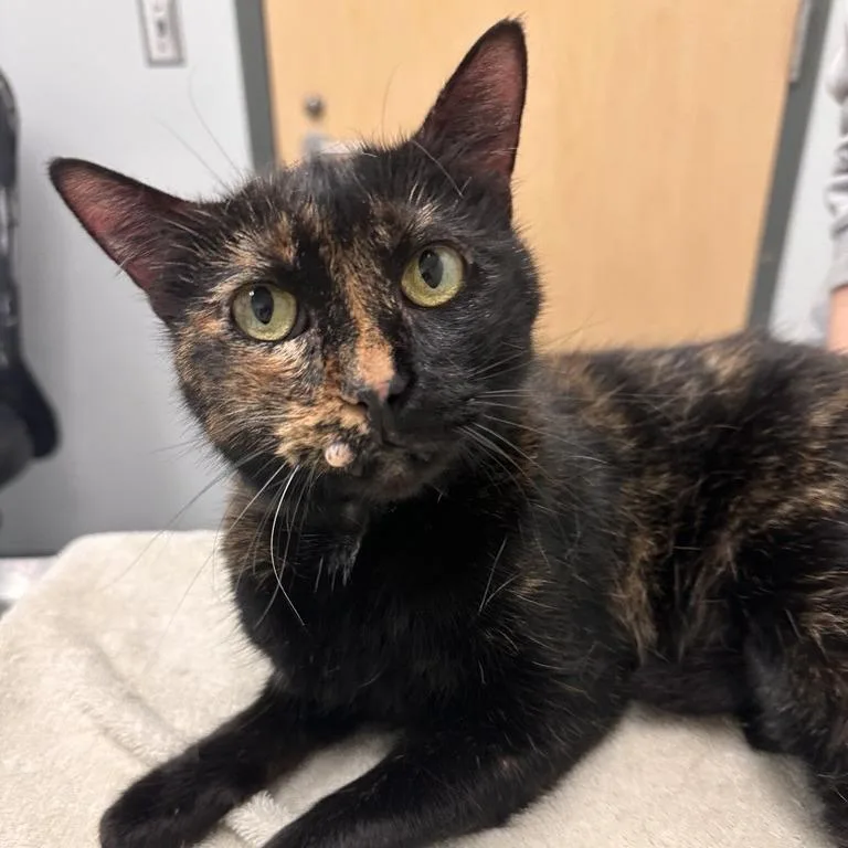 A senior medium-sized female Tortoiseshell Domestic Short Hair cat named Allison Kat for adoption in Jacksonville, FL