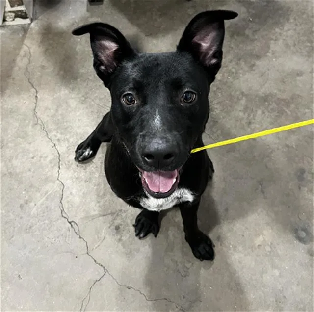 A young large-sized female Mixed Breed dog named Sable for adoption in Dallas, TX