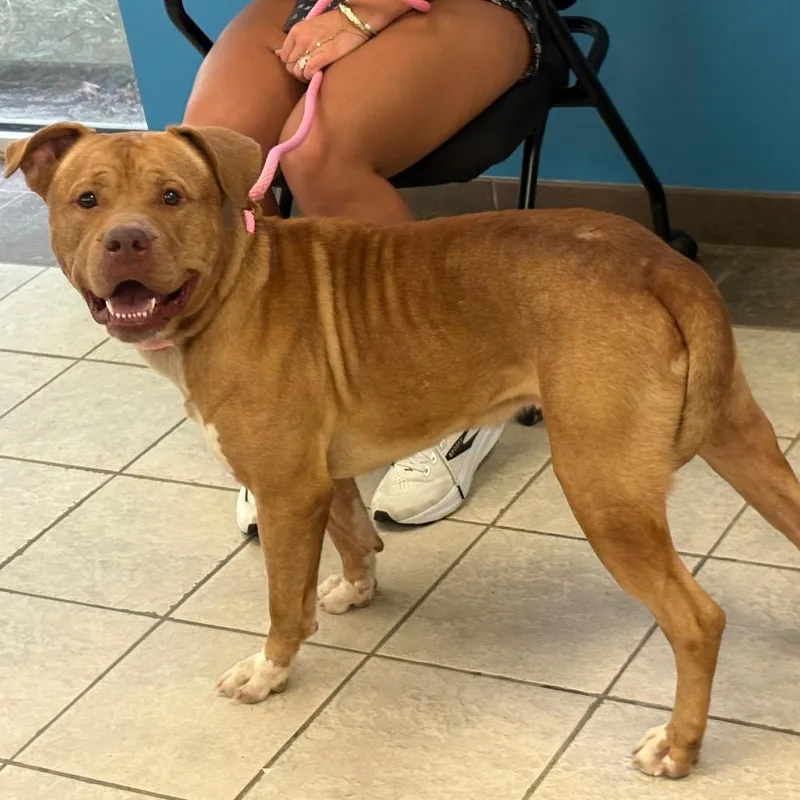 An adult large-sized male Yellow / Tan / Blond / Fawn Mixed Breed dog named StrayWilliamsRoad for adoption in Columbus, GA