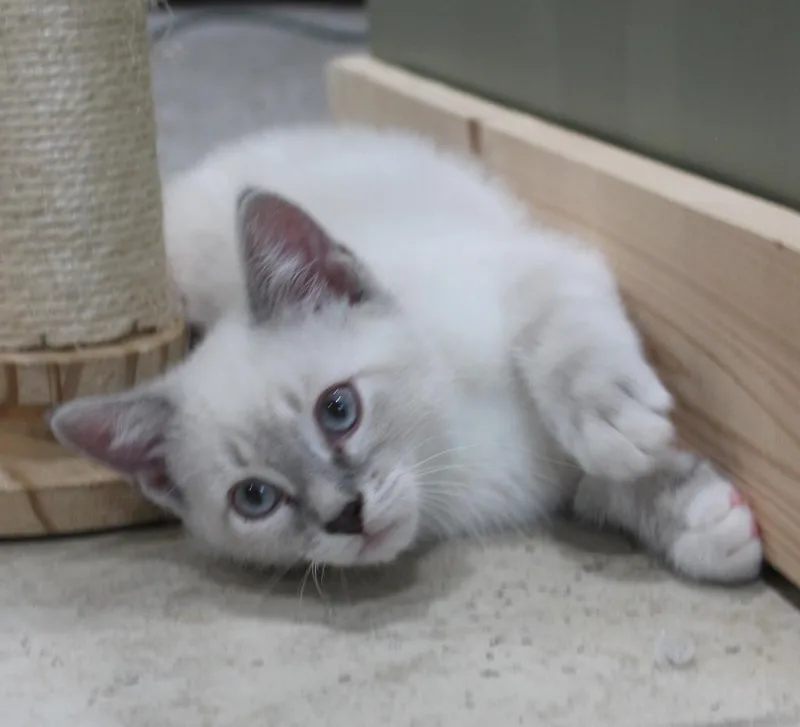 A baby medium-sized male Domestic Short Hair cat named Bunny for adoption in Minneapolis, MN