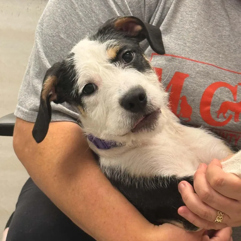 A baby medium-sized female Terrier dog named Wellie for adoption in Martinsville, IN