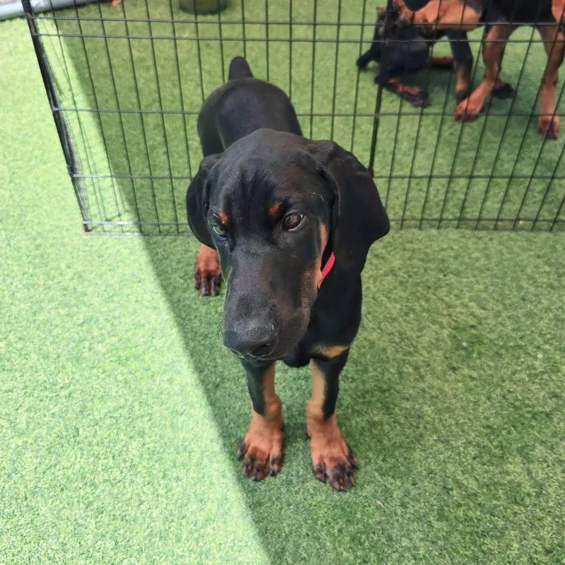 A young medium-sized male Doberman Pinscher dog named Archie for adoption in Oakland Park, FL