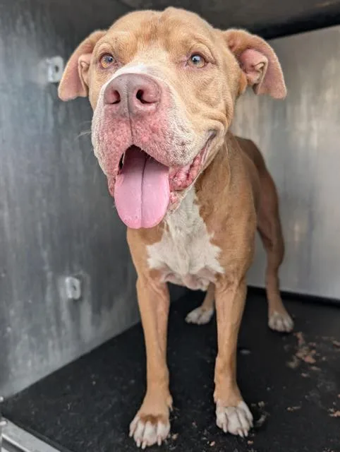 An adult large-sized male American Staffordshire Terrier dog named Elmo for adoption in San Antonio, TX