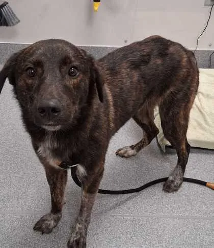 An adult medium-sized male Mixed Breed dog named Roscoe for adoption in Sevierville, TN
